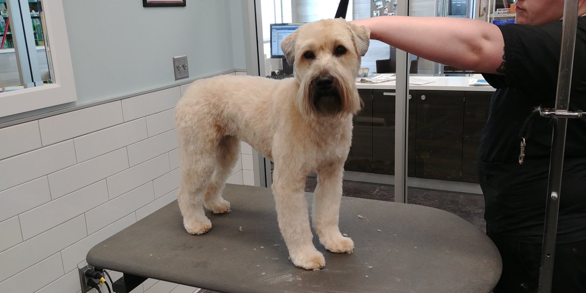 PetSmart Sydney NS tweet media