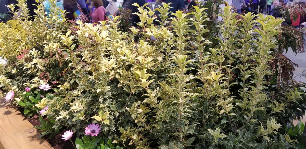 charliedobbin's tweet image. Nice combo of healing plants @PhilaFlowerShow #mainlinehealth