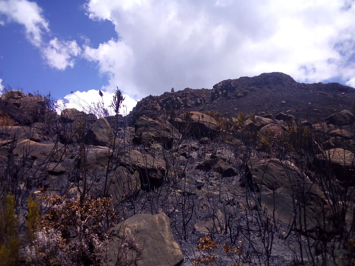 KeForestService's tweet photo. Scenes from Mt Kenya where fire has been suppressed https://t.co/iT0KFIutxb