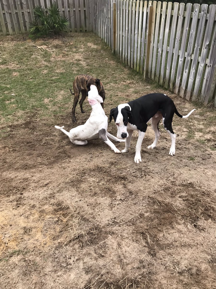 MsLaveaux's tweet image. Just want to apologize to my neighbors for all the yelling in my backyard...”Don’t bite the white one” is NOT a hate crime in process...Wally is a challenging pupper (who is white and deaf) and likes to roll around in the dirt after digging up my yard. #greatdaneproblems