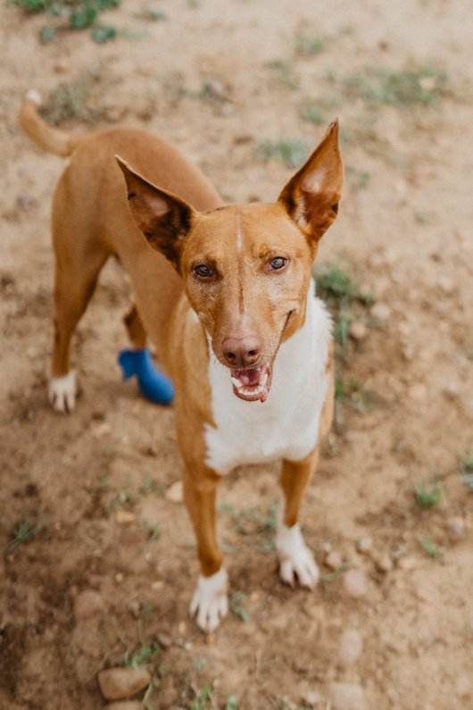 Arca_Sevilla's tweet image. #Filou espera encontar un hogar feliz. Hasta la vendita de la pata le queda bien a éste perro!