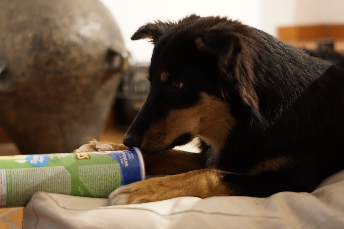 CollieMix_Joey's tweet photo. Day 3 - if I had thumbs - #PhotoChallengeMarch19
#pringlesflavorstack https://t.co/veu9bqFvMT