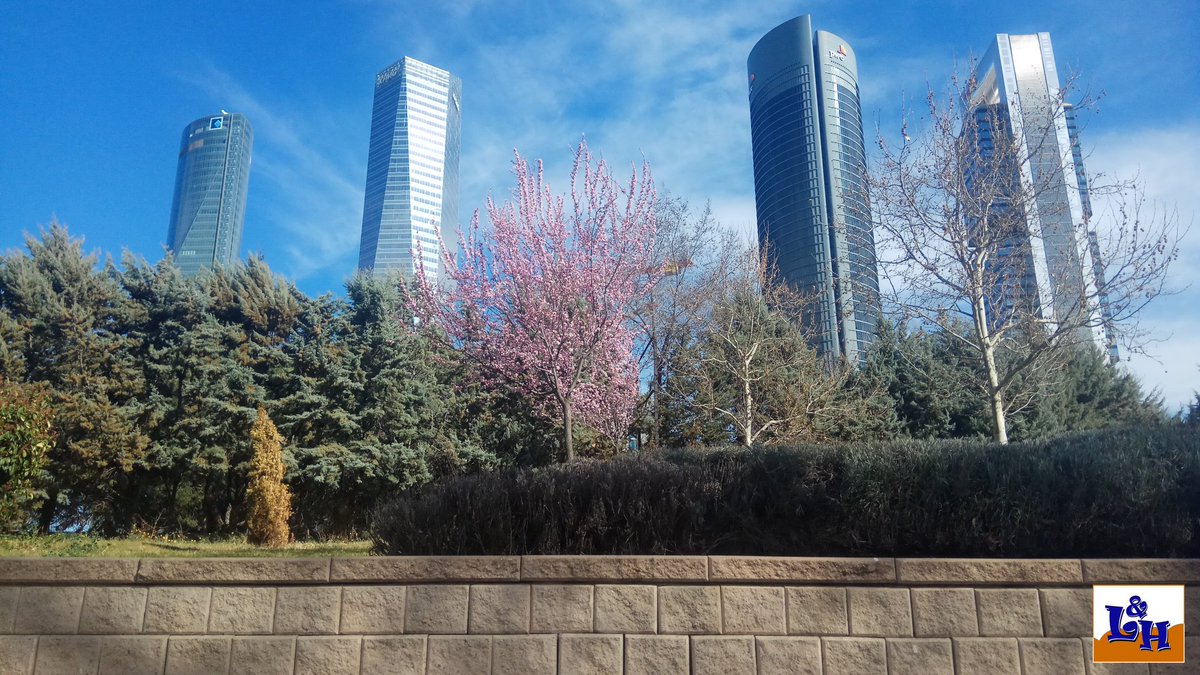 LifeNHobby's tweet image. Qué ganas de que llegue la primavera... Al menos ya disfrutamos de días buenos. Por cierto, en breve tras ese cerezo la quinta torre... #livenplaces #madrid #cuatrotorres #primavera