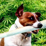 Image for the Tweet beginning: Funny dog😂😂

#WeedLover #weed #CannabisCommunity #cannabisculture