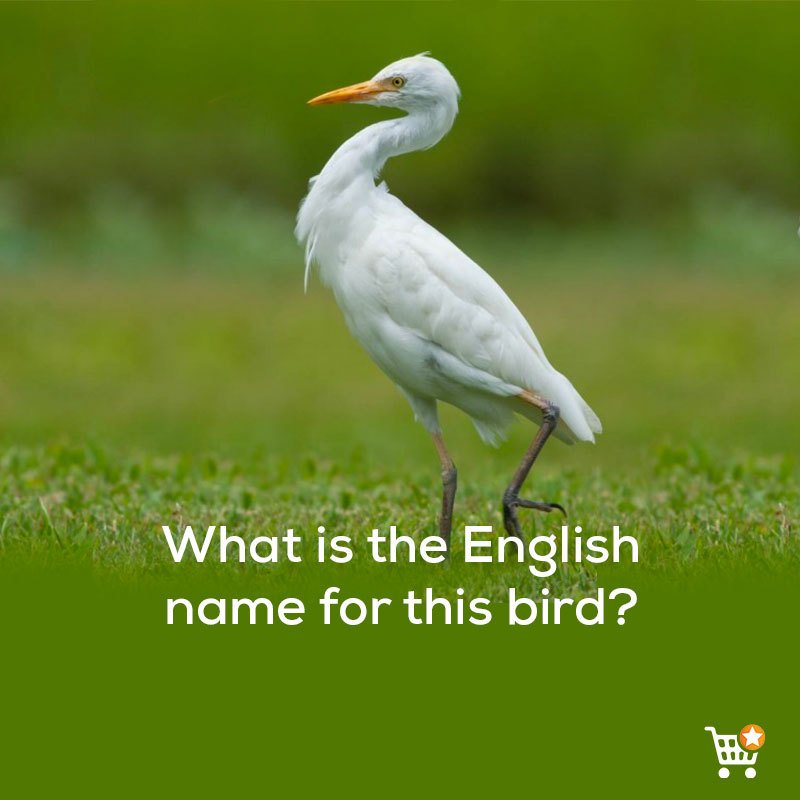 Jumia Nigeria 在twitter 上 95 Will Get This Wrong What Is The English Name Of The Bird T Co Bv9hknsjnp T Co Jel94clqxr Twitter Jumia Nigeria 在twitter 上 95 Will Get This Wrong What Is The English Name Of The Bird T Co Bv9hknsjnp T Co Jel94clqxr Twitter