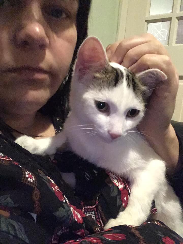 heronbank_cat's tweet photo. We are regularly contacted by people who have #foundacat and want to #reunite it with its family. We would therefore like to raise money to buy 2 microchip scanners. If you would like to #donate you can send to our PayPal: heronbankrescue@kittymail.com. You are all #heroes!! ❤️ https://t.co/jODacmSRSo