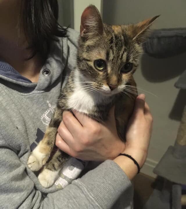 heronbank_cat's tweet photo. We are regularly contacted by people who have #foundacat and want to #reunite it with its family. We would therefore like to raise money to buy 2 microchip scanners. If you would like to #donate you can send to our PayPal: heronbankrescue@kittymail.com. You are all #heroes!! ❤️ https://t.co/jODacmSRSo