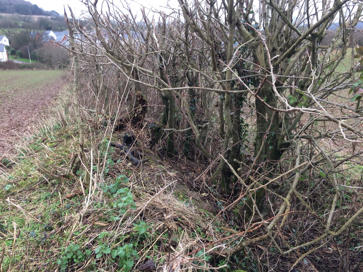 KateTobinFC's tweet photo. @TheMERL So pleased to find a home for my many photos of lost woodland boundary banks - this is one of the better ones #DullCountrysideSnaps https://t.co/Lahdmtw6UC