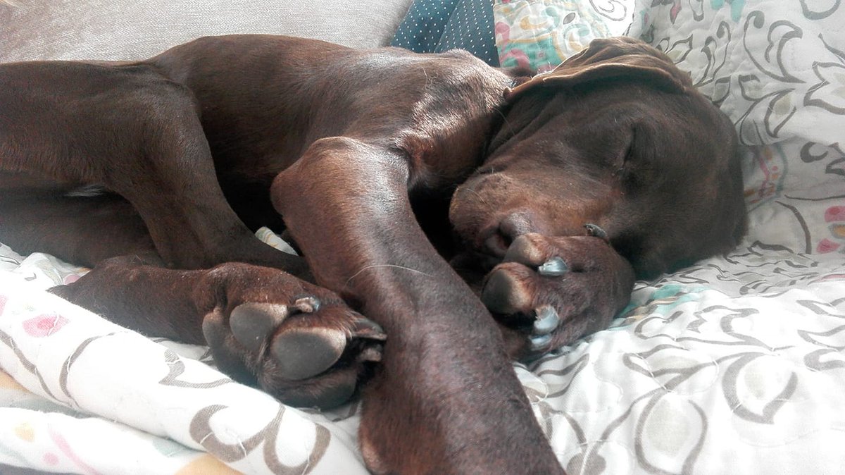 SosAbuelos1's tweet photo. DIVA (12 AÑOS) CIUDAD REAL 
Era de un cazador que la explotó durante toda su vida, hasta que decidió que ya no le servía y la dejó tirada
Os puedo decir que es la perrita PERFECTA! Es obediente y muy cariñosa 
¿Ves ese botoncito que pone "compartir"??dale!
ciudadanimal@gmail.com https://t.co/r2DV5KiGPQ