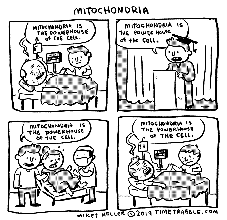 i drew a comic about mitochondria 