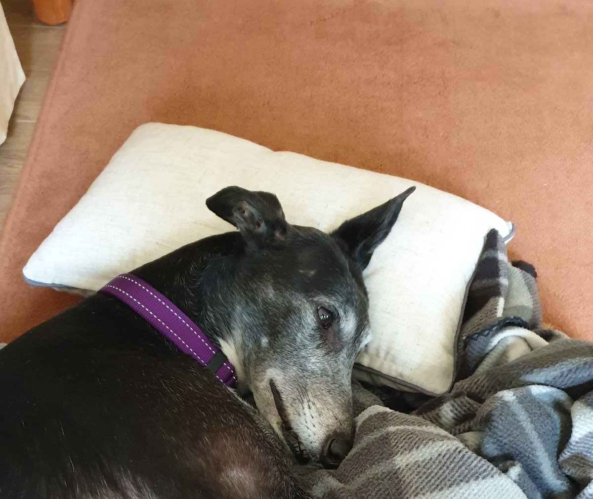 Tn9Greyhound's tweet photo. Some would say buying a dog their own pillow might make them spoilt, thankfully my granny isn't one of those people! https://t.co/V8sATRVd3k