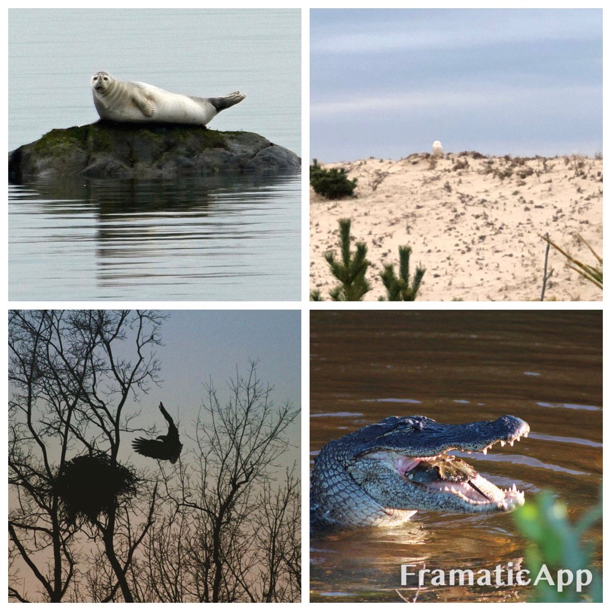 In honor of #worldwildlifeday let’s be reminded that we share the earth.  Here are a few pics from my family’s wildlife adventures this year.  Besides the alligator, all were taken right here on Long Island- the first three in our backyard. #BeKind #PlantNatives <a href="/ITRTNorthportHS/">NHS ITRTs</a>