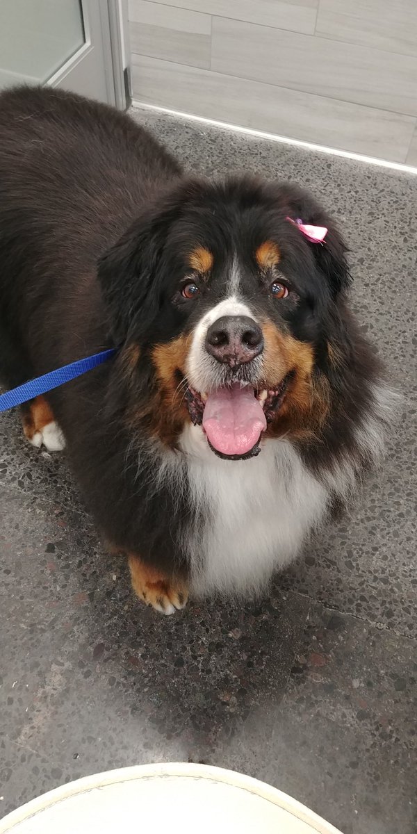 PetSmart Sydney NS tweet media