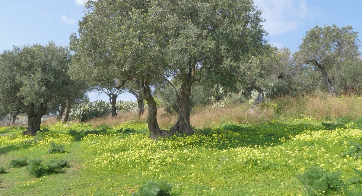 #Sicily #CapoMilazzo #nature #colors #carfulco #pictures #olivetree  NE Sicily -Capo Milazzo