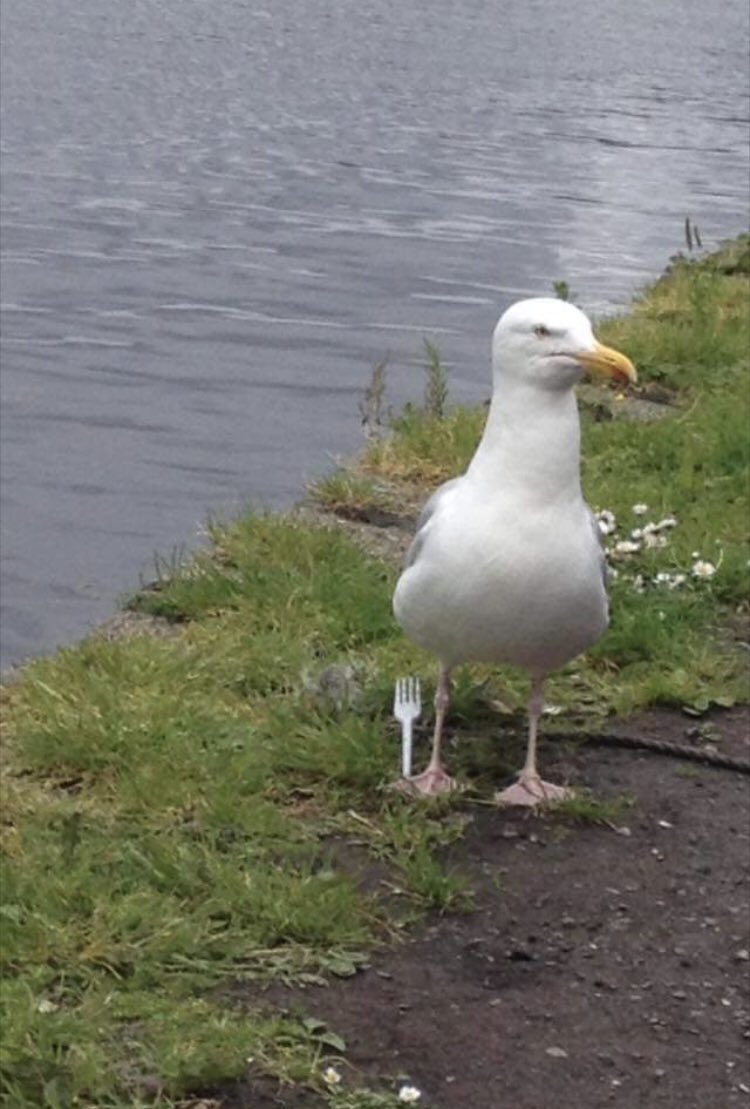 oldstonesbones's tweet photo. @TheMERL Seagull waiting for me to drop a chip, complete with own fork #DullCountrysideSnaps https://t.co/TjFof5hrsu