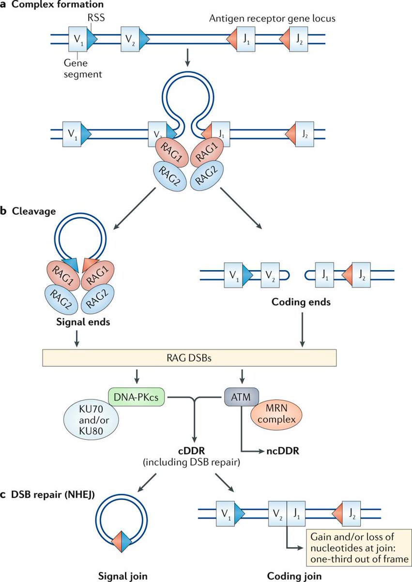 mmw_lmw's tweet photo. At the intersection of #DNA_Damage and #Immune_Responses | V(D)J recombination | Barry Sleckman @WeillCornell @NatRevImmunol https://t.co/wswBGnIRjz | #ReCap_Feb_2019 https://t.co/Oo31jujLs9