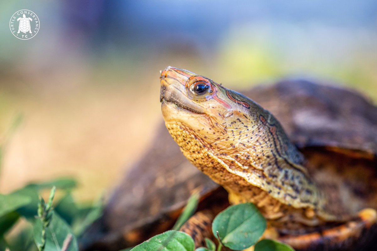 Happy #WorldWildlifeDay! 🐢🌎 When we help protect the turtles and tortoises of the world, we also help all of the animals that they share their homes with. We are so thankful for all of our followers, members and supporters that care so much about conserving wildlife!