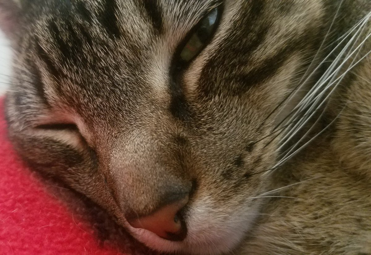 PMonkeyBiscuit's tweet photo. The wink that gets all the girl cats ๐น๐ #charmer #CatsofTwitter https://t.co/YnKMW5Lc08