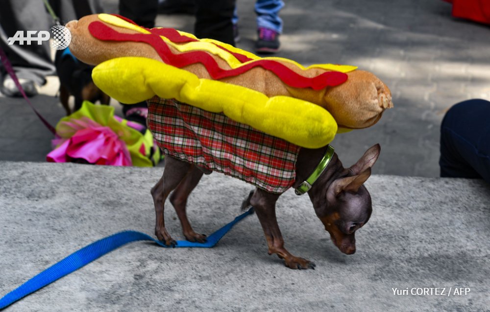 YuriYurisky's tweet photo. Disguised dogs are pictured during a carnival's dog parade organized by animals protection "Mision Nevado", at La Candelaria square in #Caracas #Venezuela #dogsoftwitter #DogsParade #animals #Carnival2019 https://t.co/wJpINMriKH