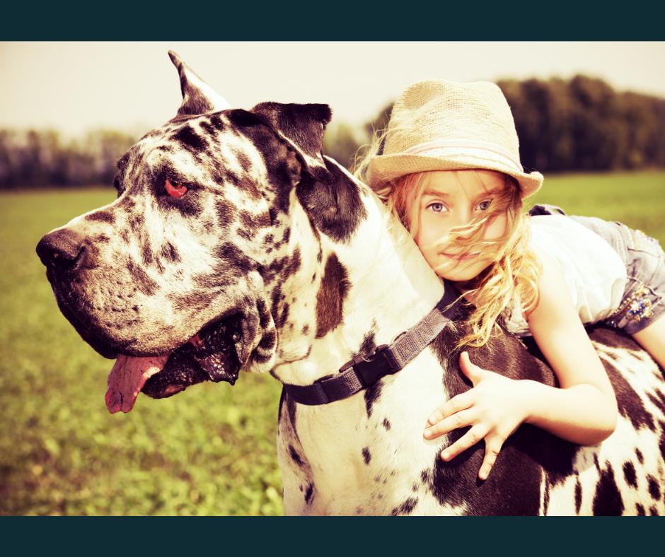 AgelessPaws's tweet photo. A girl's best friend.
#CoQ10fordogs #nutritionalsupplementsfordogs #rideemcowgirl #gentlegiant #hearthealthfordogs #greatdane #hearthealth #pethealth #bff #dogsofinstagram https://t.co/lj6S4TQR98