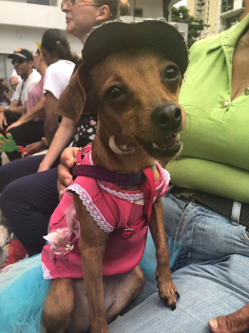 Melxki's tweet photo. En la Plaza La Candelaria en el Concurso de Disfraces y la Elección de la Reina y el Rey del Carnaval Canino y gatuno. #CarnavalesCaribeCcs2019 #FiestaCaribeCcs2019 @ErikaPSUV @AlcaldiadeCcs #CarnavalesEsAlegría https://t.co/f3zVihmYN0