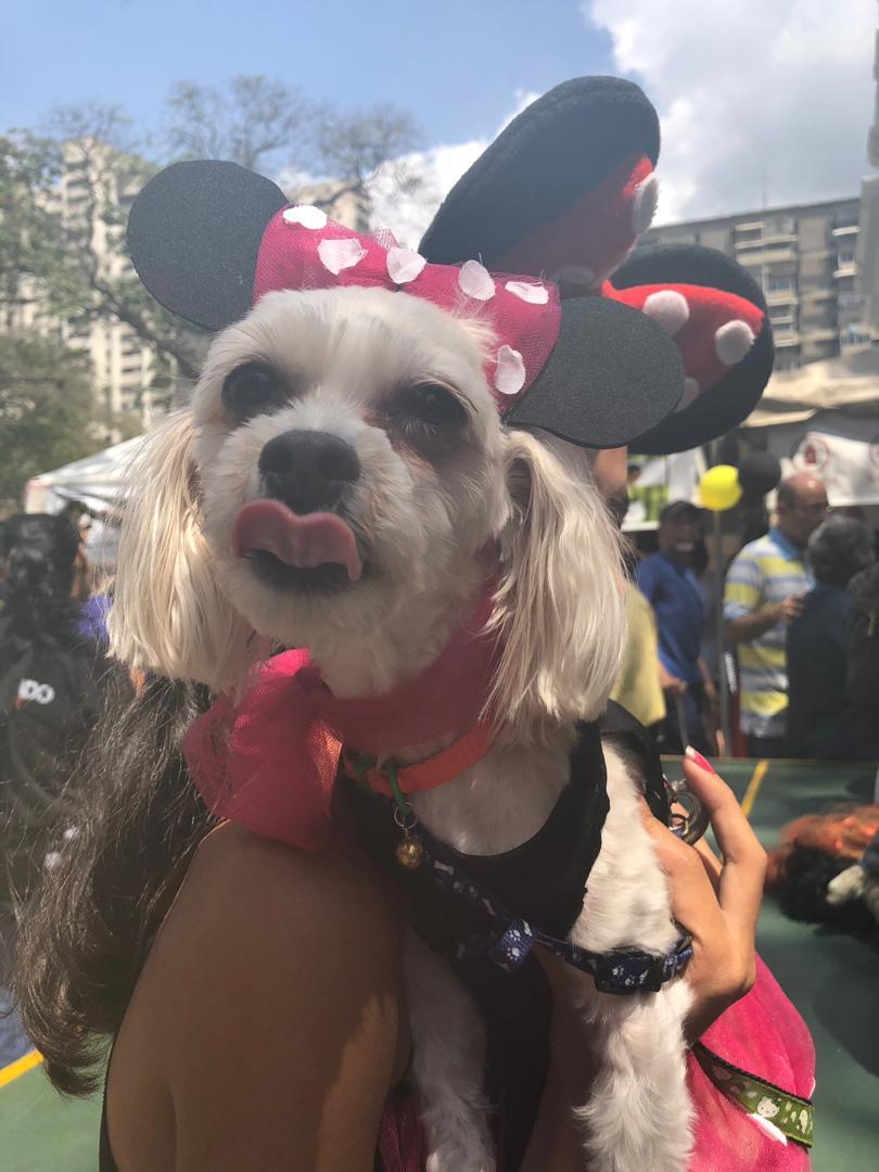 Melxki's tweet photo. En la Plaza La Candelaria en el Concurso de Disfraces y la Elección de la Reina y el Rey del Carnaval Canino y gatuno. #CarnavalesCaribeCcs2019 #FiestaCaribeCcs2019 @ErikaPSUV @AlcaldiadeCcs #CarnavalesEsAlegría https://t.co/f3zVihmYN0