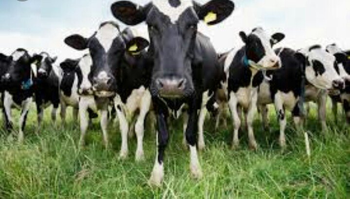 Catch up with the best farm management system app. M.farmer helps farmers get daily records of farm activities and also insurance access insurance covers..play.google.com/store/apps/det… #AgribusinessTalk254 <a href="/citizentvkenya/">Citizen TV Kenya</a> <a href="/ntvkenya/">NTV Kenya</a> <a href="/NgMunyua/">ng'ethe john munyua</a> <a href="/rodgers_kirwa/">Mr. Agriculture 👩‍🌾</a> @KTNKenya @