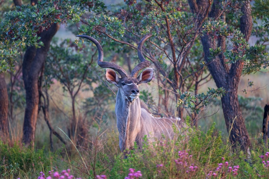 A majestic kudu bull at Welgevonden Game Reserve.

When kudu bulls run they lay their horns flat against their backs to avoid snagging them on branches. 

#animalfacts #africanwildlife #kudu #southafrica #safari #welgevondengamereserve