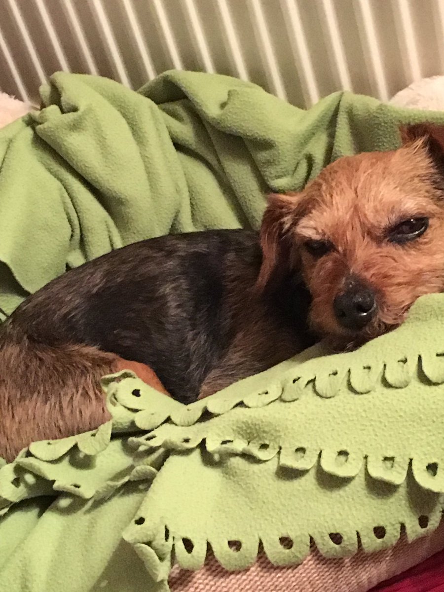 millie_bordert's tweet photo. So excited for crufts next weekend 🐶🐶 https://t.co/oATkLzBvA6