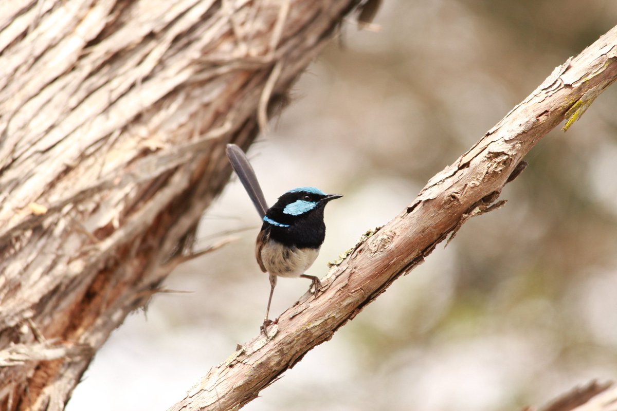 RobSolic's tweet photo. #wildoz #wren #fairywren #superbfairywren #summer #birdlife #birds #bird #birdsofaustralia #canonaustralia #birdphotography #nature #naturephotography #photography #nofilter #noedit https://t.co/tWwNTKmgfF