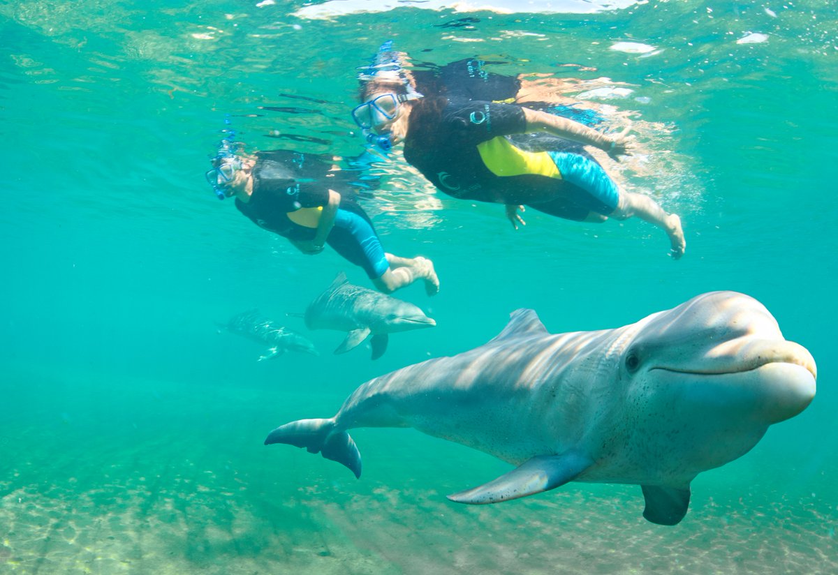 Nassau_Bahamas's tweet photo. We love the incredible variety of marine life in The Bahamas and all of the incredible conservation and rehabilitation efforts carried out by the experts at #DolphinCay. https://t.co/vhuMncvCUV #WorldWildlifeDay https://t.co/G8hDLhsUj6