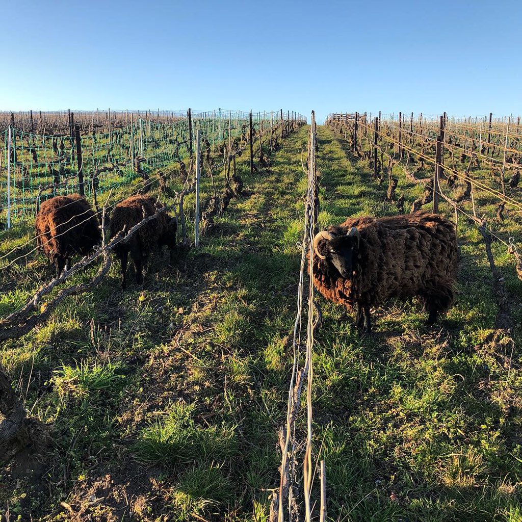 Les moutons sont de retour...🐑 😃
| Sheeps are back in #LesChaillots.
#ecueil #champagne #happyvigneron #vigneron #mouton #lacourtegodbillon #champagnelacourtegodbillon  #montagnedereims #premiercru #pinotnoir #conversionbio #hve #vitidurable #biodiversité #jaimemonjob