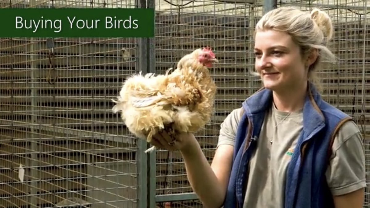 *EGGCITING NEWS!* For the past 7 months I’ve been cracking on with an eggcellent project and I can’t wait to reveal everything to you all later next week 🤩 WATCH THIS SPACE❣️ (eggscuse the egg puns 🤪). The countdown begins.... 👏🏼 #Chickens #bantams #birds #chicks #hatchingeggs