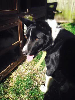 rosiedoc666's tweet photo. MY NAME IS JACK I'm a blk&wh #Bordercollie I RAN SCARED & lost my family THERE WERE SPARKS IN THE SKY & LOUD BANGS, I WAS SO SCARED
I miss my mum so much, I know she'll miss me IT WAS SO LONG AGO - I'd love to go home
31/12/14 #LittleBarningham #Norfolk https://t.co/trRw2pArQm https://t.co/v10wTVhYDW
