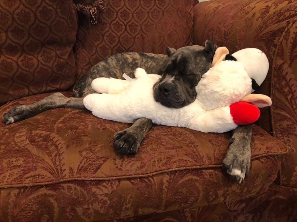 mycanecorso's tweet photo. Goodnight Corso World *Melany Anne #mycanecorso #tcccoa #canecorso #canecorsoclubofamerica #canecorsocool #italianmastiff #corsolover #canecorsofamily #corsolife https://t.co/EyRTkqwbKt