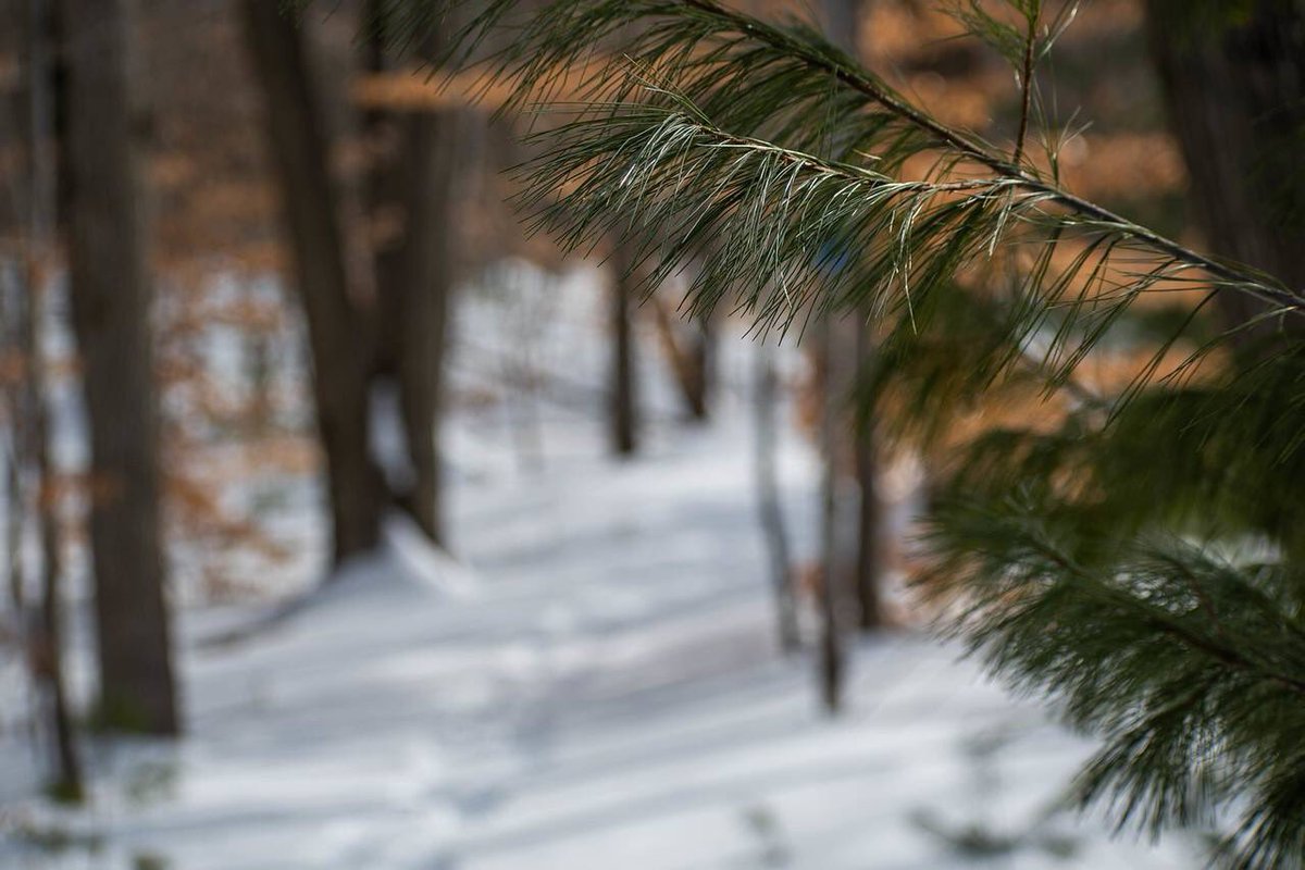cwc_mi's tweet photo. Outdoor adventurers. Meet here. 

Winter snowshoeing at Sylvan Solace Preserve by Jason Mahokey. 

Visit https://t.co/I2tcTFARIx for directions to this natural area close to Mt. Pleasant. #sylvansolacepreserve #cwcpreserves https://t.co/u1TSToBjhO
