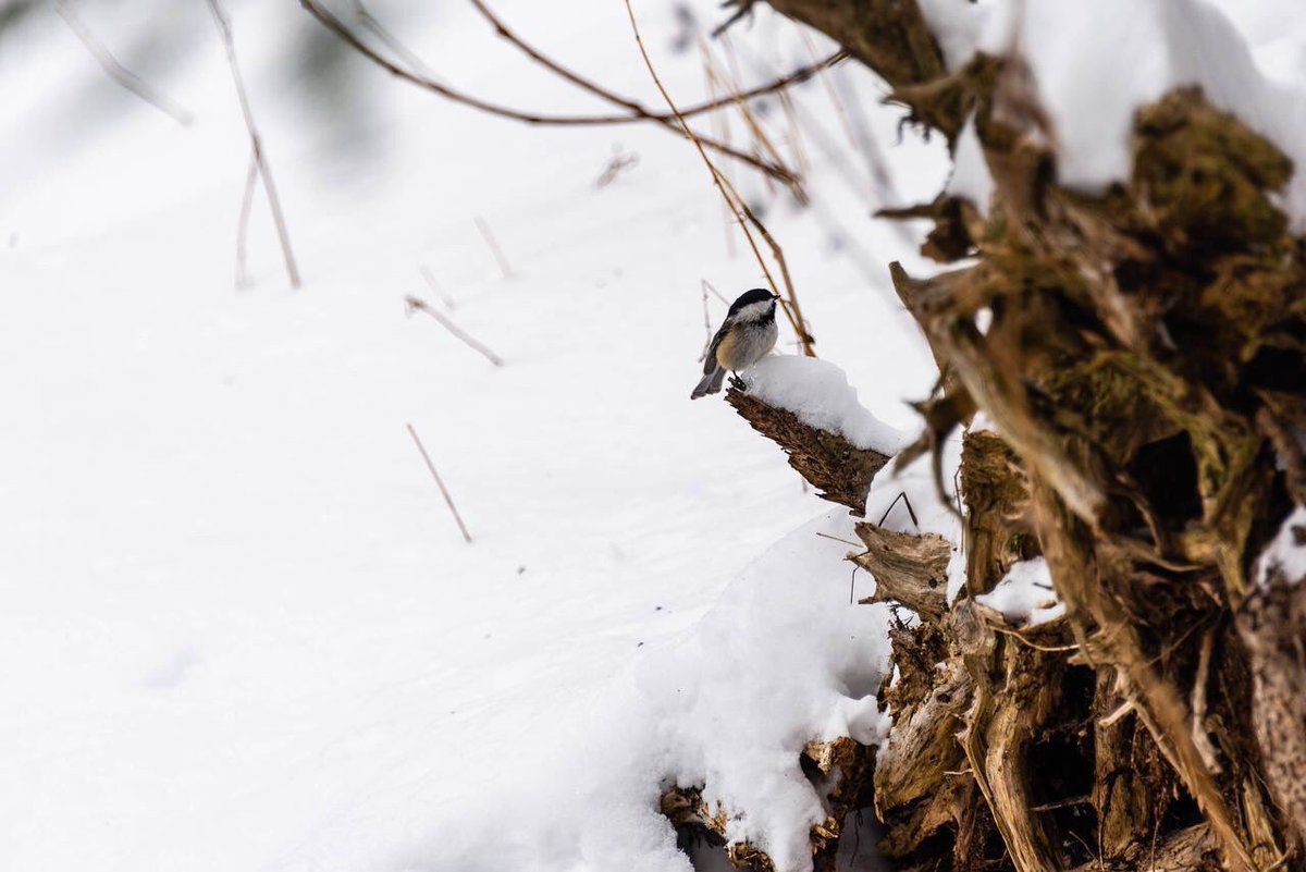 cwc_mi's tweet photo. Outdoor adventurers. Meet here. 

Winter snowshoeing at Sylvan Solace Preserve by Jason Mahokey. 

Visit https://t.co/I2tcTFARIx for directions to this natural area close to Mt. Pleasant. #sylvansolacepreserve #cwcpreserves https://t.co/u1TSToBjhO