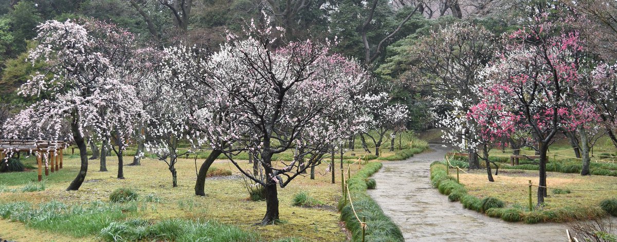 小石川後楽園 梅 まつり 梅香る庭園へ も 昨日で無事終了し 冷たい雨の降る今日の園内は 静かな時間が流れています 遅咲き品種のウメには まだ蕾のある樹もありますよ 観梅は お早めにお越しくださいね 小石川後楽園 梅の開花状況