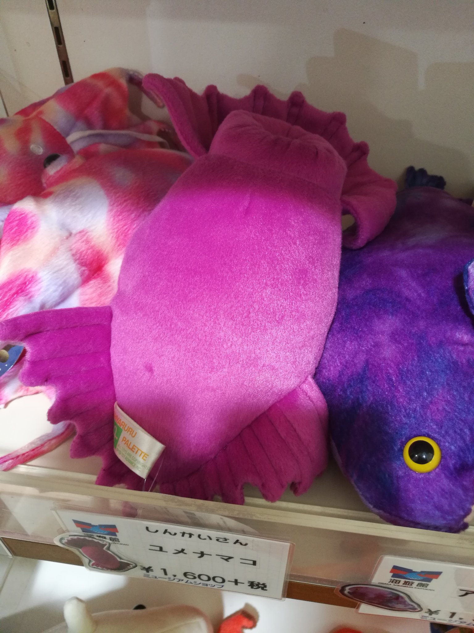お魚デザイン おととごと ゆかっぺ 2 4 2 15モルモットパラダイス 土曜日に海遊館行ったんだけど 1階のお土産屋さんの深海コーナーがかなり攻めてたのでお知らせしときたい ユメナマコ オオグチボヤってぬいぐるみにできるのね T Co