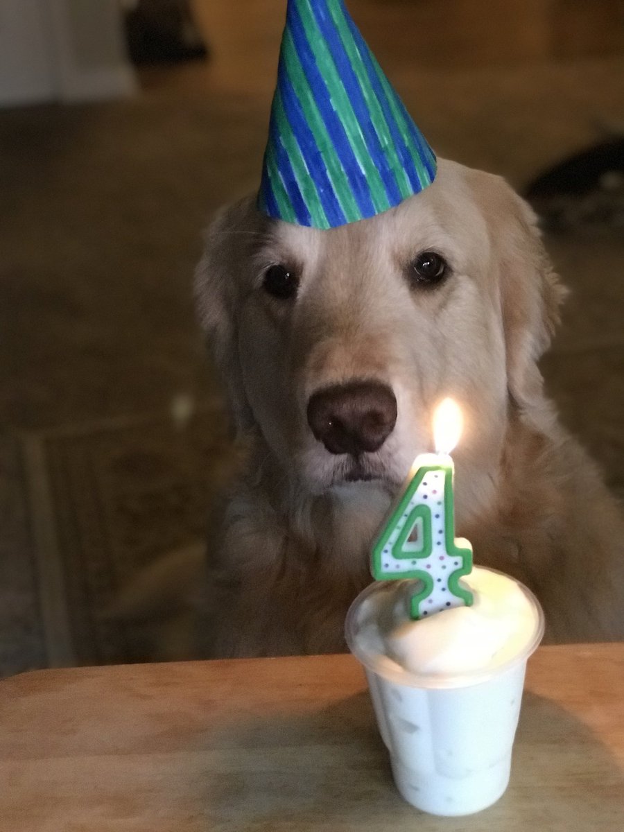 Hank the Golden Therapy Dog tweet media