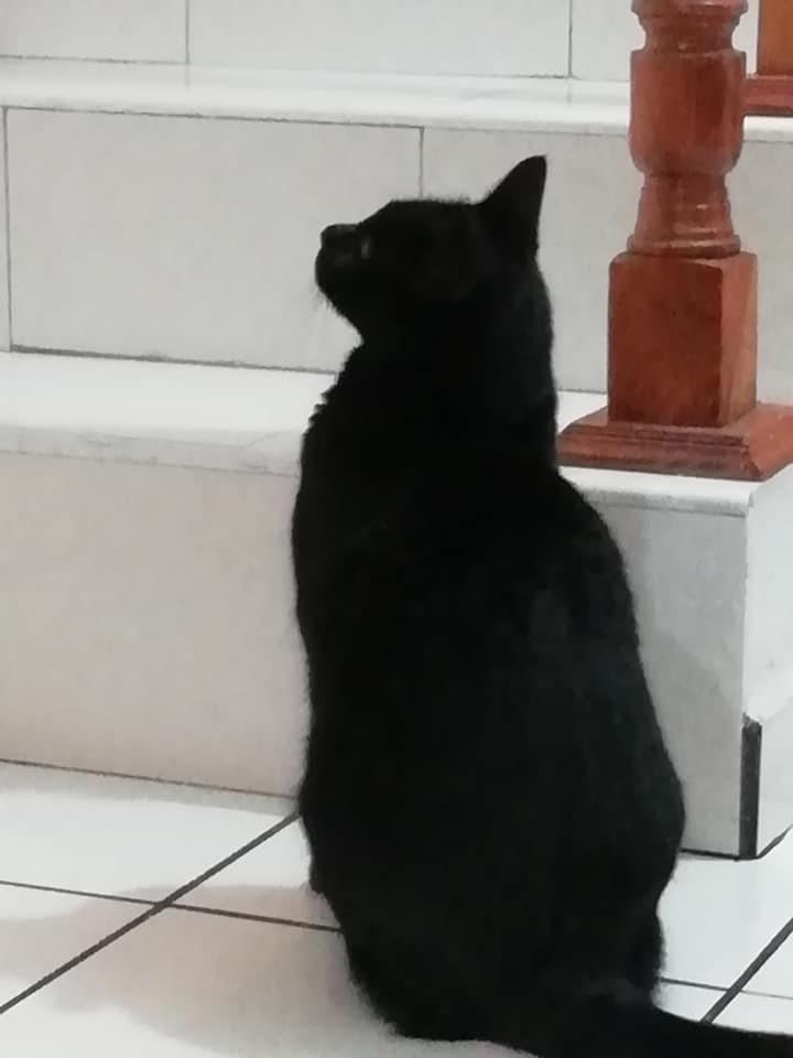 Lord Gatus tweet media