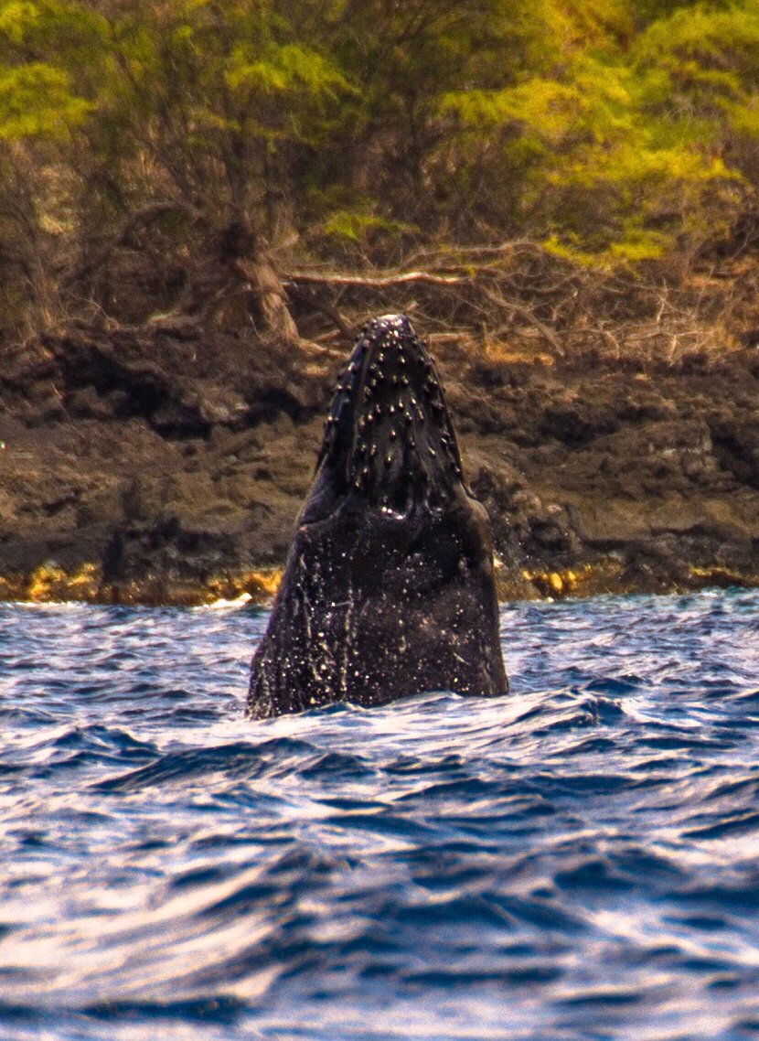 CaptainZodiac's tweet photo. What an incredible Sunday morning on Captain Zodiac! A spy hopping humpback whale encounter,  and Hawaiian spinner dolphin getting some “air,  and a cameo appearance by some pilot whales! https://t.co/AvWY4tueMT