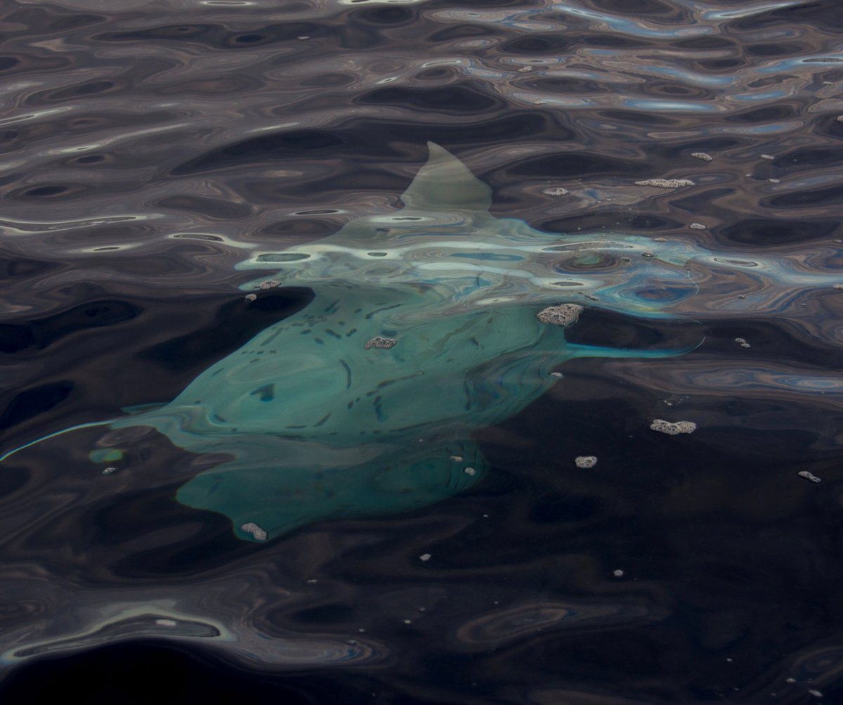 CaptainZodiac's tweet photo. Oh, and let’s not leave out the pelagic manta Ray that cruised by our Zodiac! https://t.co/ffTn5JIwQB