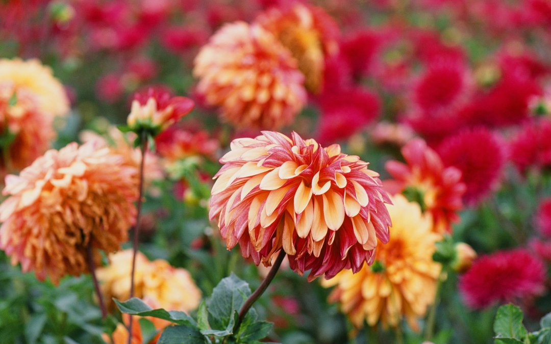 pbconstant's tweet photo. #sundayslideshow Dahlias #swanislanddahlias 

📷 F6
🎞️ Provia RDP III https://t.co/BG1wMYZqct