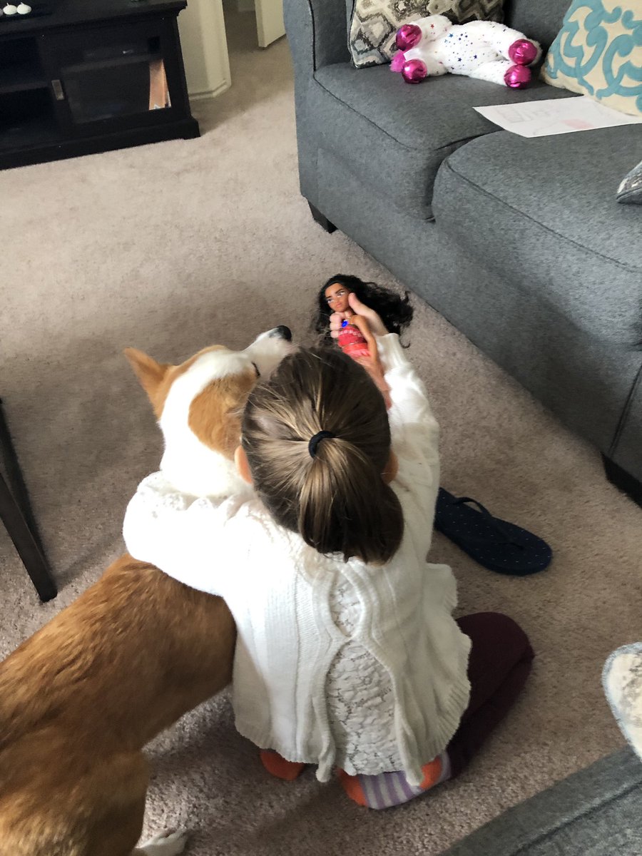 takithecorgi's tweet image. Teaching taki about #Moana #corgi #corgis #corgisofinstagram
