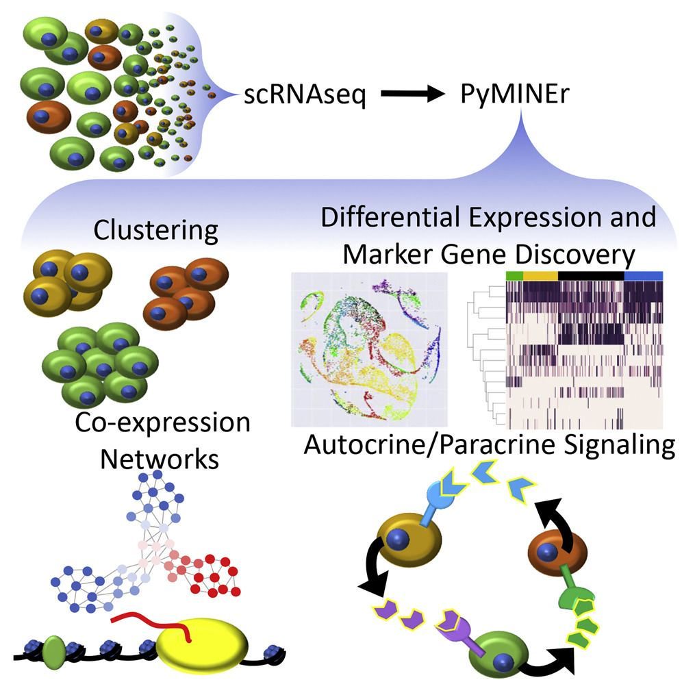 mmw_lmw's tweet image. Advanced #scRNA_seq Analyses #WithoutCoding | #PyMINEr | John Engelhardt @IowaMed @CellReports buff.ly/2ttmO0m | #ReCap_Feb_2019