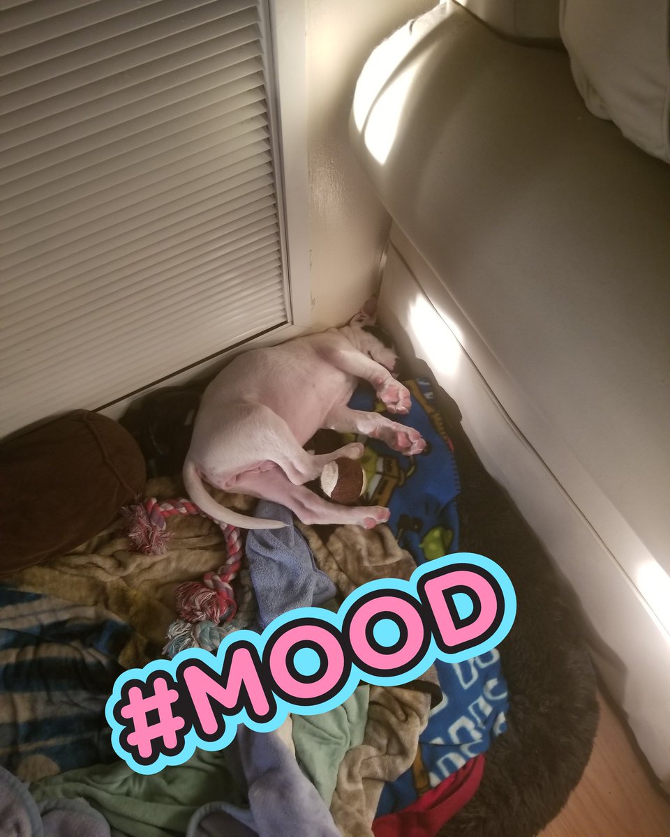 Homeschoolflam1's tweet photo. Going into mondays like.... @PascoSheriff @ErinPar16250435
#IHateMondays #mondayssuck #repeatweekend #Florida #lazysunday https://t.co/x4lOfYhEwM