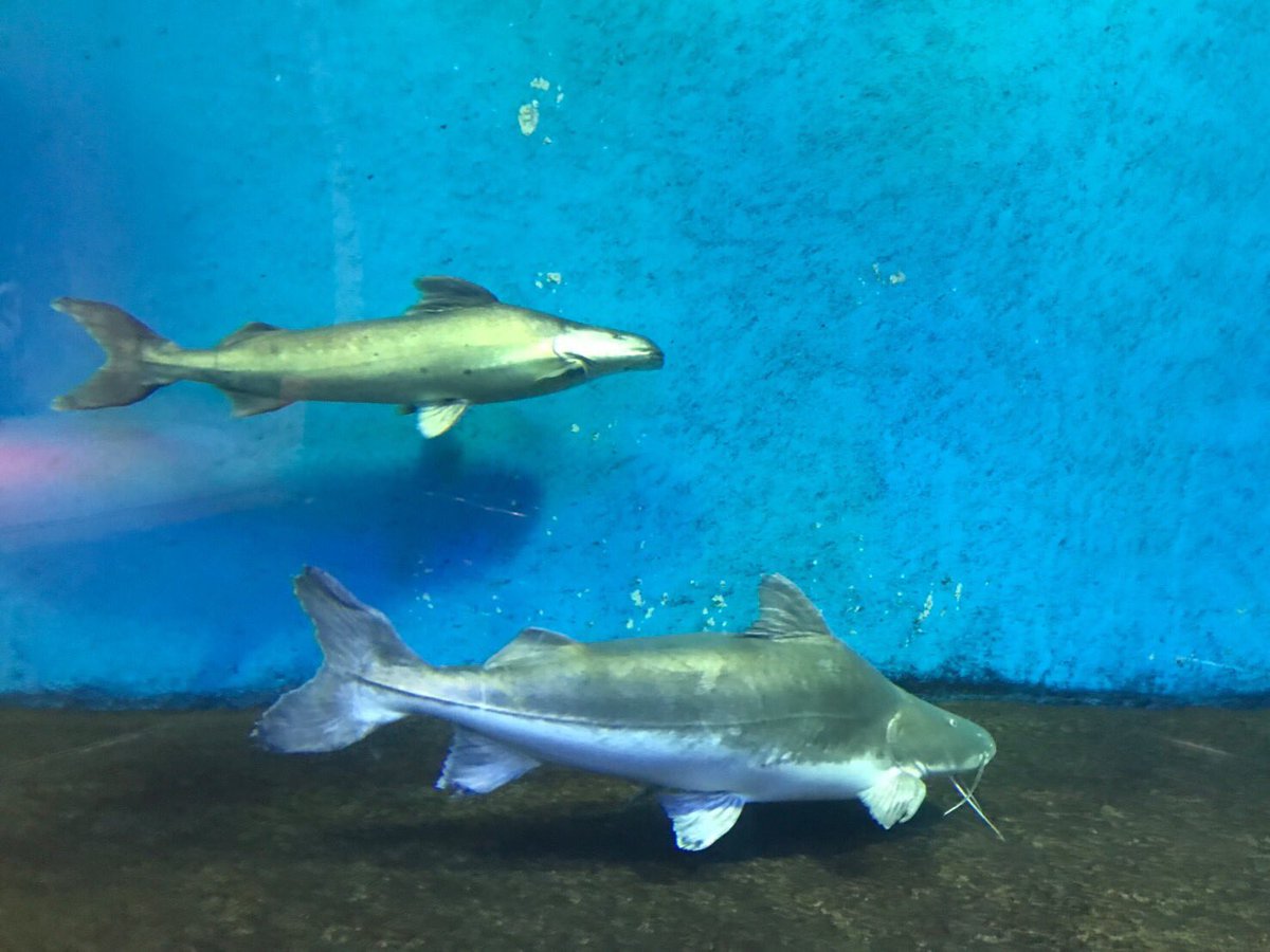 まこと 須磨水族園にて ピライーバ はメーターオーバー ドラドキャットは90センチ位かな こんなサイズの個体が見られるのは 水族館ならでは まこと 須磨水族園にて ピライーバ はメーターオーバー ドラドキャットは90センチ位かな こんなサイズの個体が見られるのは 水族館ならでは