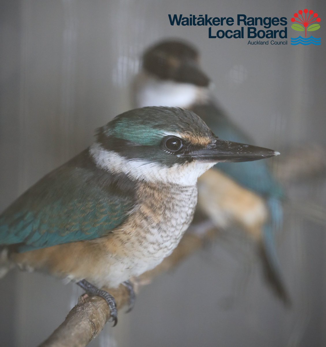 BirdRehabilitation (@birdrehabilita1) on Twitter photo Kotare currently occupy our native bird aviary which was funded with a grant from the Waitakere Ranges Local Board <a href="/AklCouncil/">Auckland Council</a> - thankyou for helping us help them π Kotare currently occupy our native bird aviary which was funded with a grant from the Waitakere Ranges Local Board <a href="/AklCouncil/">Auckland Council</a> - thankyou for helping us help them π