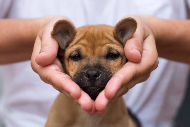 Perros_Online's tweet photo. #perros https://t.co/D4BcC2Th0V